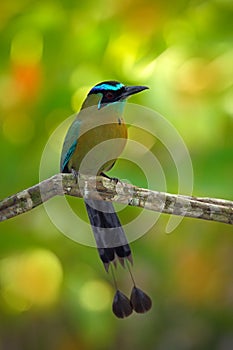 Blue-crowned Motmot, Momotus momota, portrait of nice big bird wild nature, beautifull coloured forest background, art view, Costa