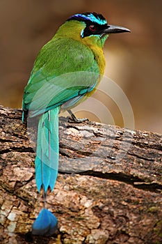 Blue-crowned Motmot, Momotus momota, portrait of nice green and yellow bird, wild nature, animal in the nature forest habitat, Cos photo