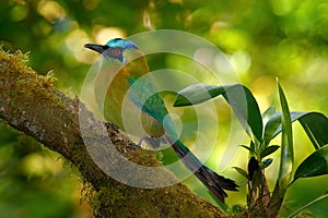 Blue-crowned Motmot, Momotus momota, portrait of nice green and yellow bird, wild nature, animal in the nature forest habitat, Cos