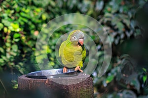 The blue-crowned parakeet, blue-crowned conure, or sharp-tailed conure