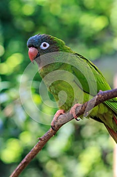 The blue-crowned parakeet, blue-crowned conure, or sharp-tailed conure photo