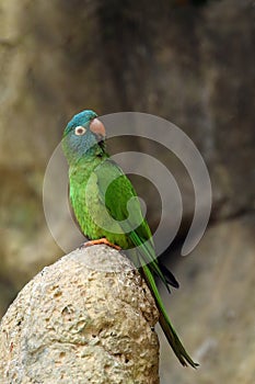 The blue-crowned parakeet, blue-crowned conure, or sharp-tailed conure Thectocercus acuticaudatus or Psittacara acuticaudatus