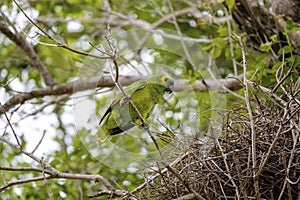 Blue-crowned Parakeet at its nest, Pantanal Wetlands, Mato Grosso, Brazil