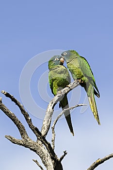 Blue crowned Parakeet, La Pampa Province,