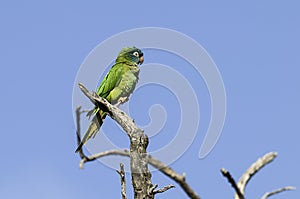 Blue crowned Parakeet, La Pampa Province, Patagonia,