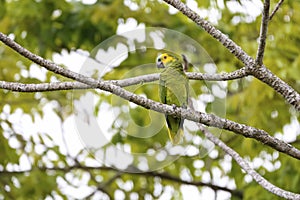 Blue-crowned Parakeet, Pantanal Wetlands, Mato Grosso, Brazil