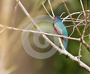 The Blue-crowned Trogon