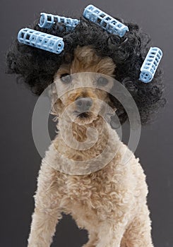 Blue Curlers and Big Hair On Little Poodle