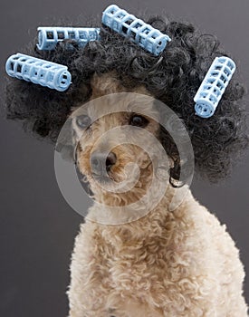 Blue Curlers and Big Hair On Poodle