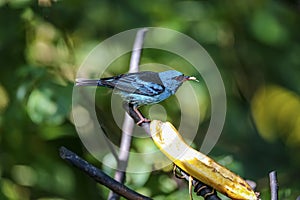 Side view of Blue Dacnis, Folha Seca, Brazil photo