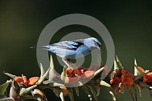 Blue dacnis, Dacnis cayana