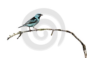 Blue dacnis, Dacnis cayana