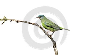 Blue dacnis, Dacnis cayana