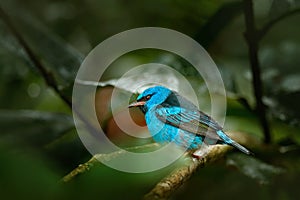 Blue Dacnis, Dacnis cayana, exotic tropic blue tanager with yellow leg, Costa Rica. Blue songbird in the nature habitat. Beautiful photo