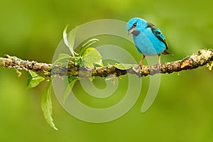 Blue Dacnis, Dacnis cayana, exotic tropic cute tanager with yellow leg, Costa Rica. Blue songbird in the nature habitat. Beautiful