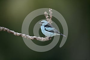 Blue dacnis, Dacnis cayana photo