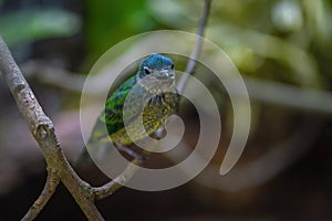 Blue Dacnis hatchling