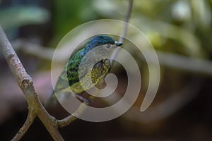 Blue Dacnis hatchling