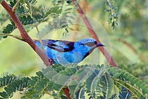 Blue Dacnis hidden in the tree