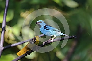 Blue Dacnis perched, Folha Seca, Brazil