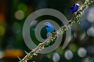 The blue dacnis with a Red-legged honeycreeper in the rainf