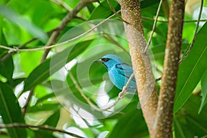 A Blue Dacnis sitting on a branch