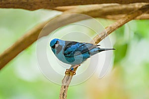 A Blue Dacnis sitting on a branch
