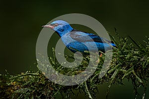 Blue dacnis or turquoise honeycreeper, Dacnis cayana, small passerine bird from Costa rica. Blue bird in the nature habitat,