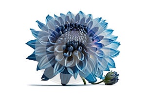 Blue Dahlia flower the tuberous garden plant. Vector illustration design.t