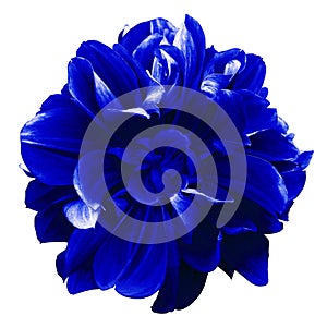 Blue dahlia. Flower on a white isolated background with clipping path. For design. Closeup.