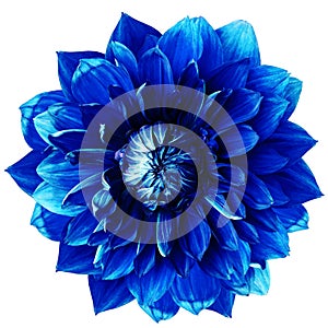 Blue dahlia. Flower on a white isolated background with clipping path.  For design.  Closeup.