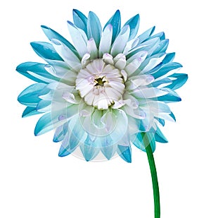 Blue dahlia. Flower on a white isolated background with clipping path. For design. Closeup.