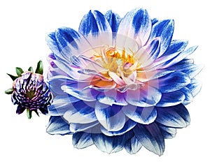 Blue dahlia. Flower on a white isolated background with clipping path. For design. Closeup.