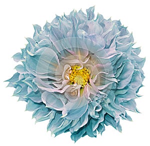 Blue dahlia. Flower on a white isolated background with clipping path. For design. Closeup.