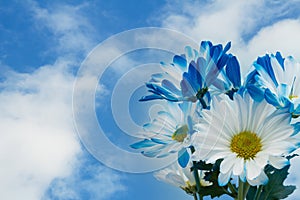 Blue daisies bunch of flowers on a clear blue sky background