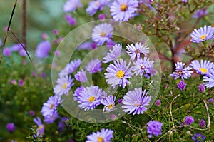 Blue daisies with dew drops