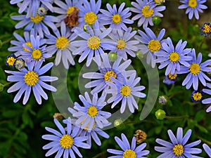 Blue daisies, Felicia amelloides, in spring