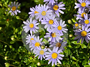 Blue daisies, Felicia amelloides, in spring photo