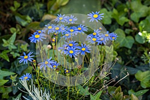 Blue daisies, Felicia amelloides in summer garden photo
