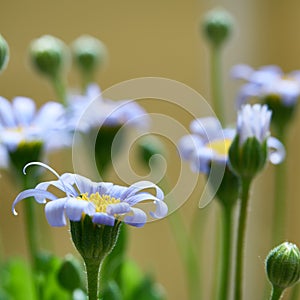 Blue daisies in summer