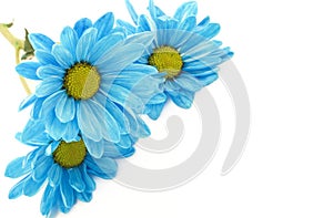 Blue Daisies on White Background