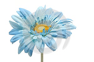 Blue daisy photo