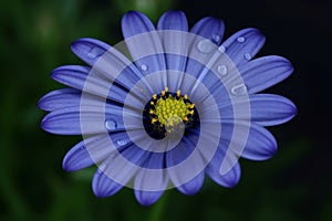 Blue daisy blossom. Generate Ai