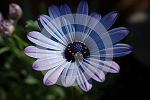 Blue daisy blossom plant. Generate Ai