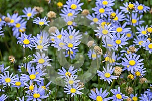 The blue daisy bush (felicia amelloides) is native to the southern coast of South Africa