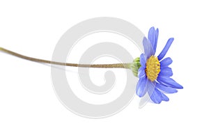 Blue daisy bush flower