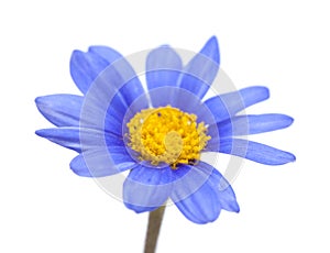 Blue daisy bush flower