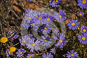 Blue Daisy Felicia amelloides 12030