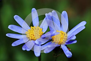 Blue daisy or Felicia amelloides photo