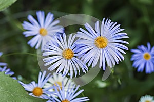 Blue daisy Felicia heterophylla closeup, delicate purple chamomile with yellow stamens